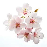 ai generato sakura fiori isolato su bianca sfondo foto