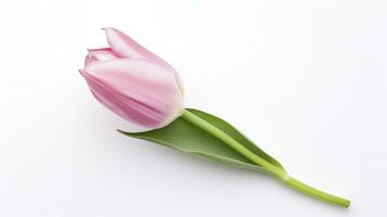 ai generato rosa tulipano fiori su bianca sfondo foto