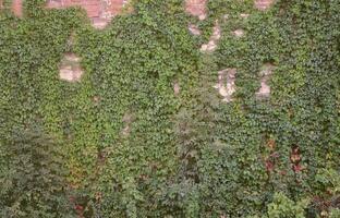 grande pietra parete di un antico castello, coperto di vegetazione con massiccio edera rami nel lviv, Ucraina foto