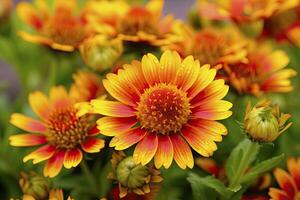 ai generato gaillardia o coperta fiore. luminosa e colorato occhiali da sole di caldo toni. ai generato foto