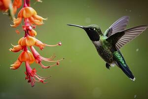 ai generato colibrì nel costa rica. ai generato. foto