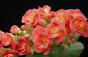 ai generato kalanchoe blossfeldiana. ai generato foto