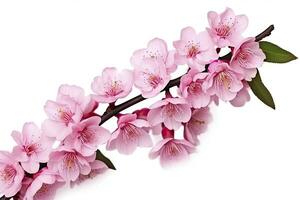 ai generato sakura fiori isolato su bianca sfondo. ai generato foto