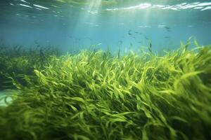 ai generato subacqueo Visualizza di un' gruppo di fondale marino con verde erba marina. ai generato foto