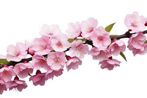 ai generato sakura fiori isolato su bianca sfondo. ai generato foto