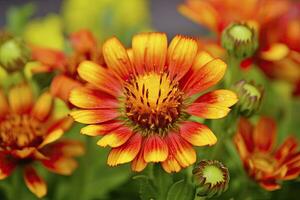 ai generato gaillardia o coperta fiore. luminosa e colorato occhiali da sole di caldo toni. ai generato foto