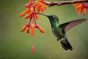 ai generato colibrì nel costa rica. ai generato. foto