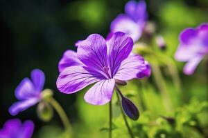 ai generato geranio wilfordii fiore. ai generato foto