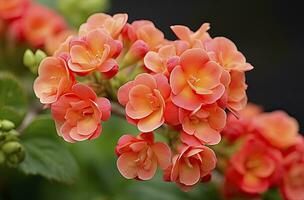 ai generato kalanchoe blossfeldiana. ai generato foto