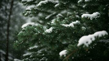 ai generato illustrare il contrasto fra il buio sempreverde aghi e il incontaminato neve assestamento su il rami di un' conifero albero. foto