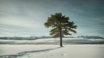 ai generato mestiere un' poesia ispirato di il resilienza di un' solitario pino in piedi alto in mezzo un' nevoso distesa. foto