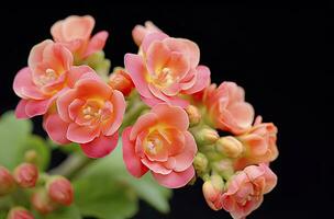 ai generato kalanchoe blossfeldiana. ai generato foto