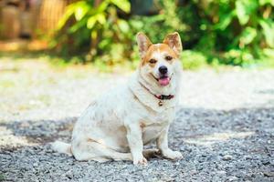 cane carino in una giornata di sole foto