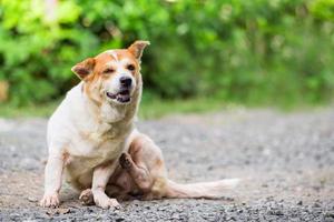 un cane prova a grattarsi la pelle. foto