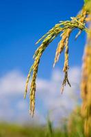 campo di riso thailandese con cielo blu e nuvole bianche foto