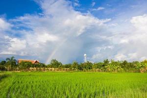campo di riso thailandese con cielo blu e nuvole bianche foto