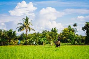 campo di riso thailandese con cielo blu e nuvole bianche foto