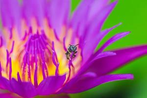 ape su bellissimo sfondo di loto