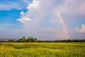 campo di riso thailandese con cielo blu e nuvole bianche foto