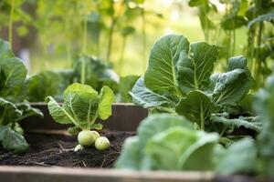 ai generato fresco biologico Bruxelles germogli in crescita nel il giardino. in crescita proprio frutta, verdure. ai generato foto