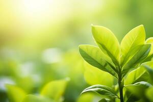 ai generato natura di verde foglia nel un' giardino nel estate sotto luce del sole. primavera sfondo. ai generato foto