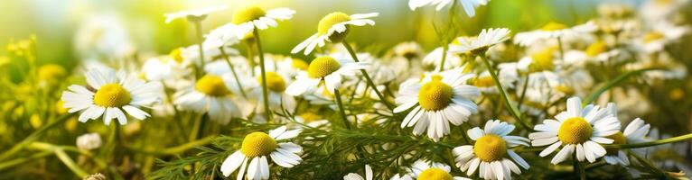 ai generato camomilla fiore per un' striscione. generativo ai foto