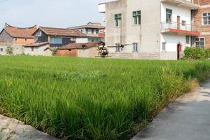 ci sono risaie verdi in campagna e riso immaturo foto