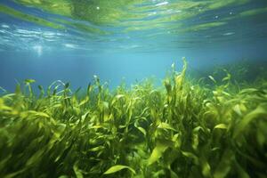 ai generato subacqueo Visualizza di un' gruppo di fondale marino con verde erba marina. ai generato foto