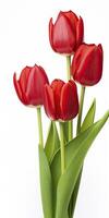 ai generato rosso tulipani isolato su bianca sfondo. ai generato foto