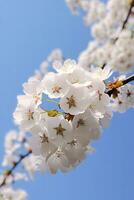 ai generato ciliegia fiorire contro chiaro blu sky.ai generato. foto