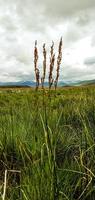 parco nazionale deosai foto