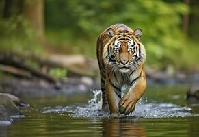 ai generato amur tigre a piedi nel il acqua. pericoloso animale. animale nel un' verde foresta flusso. generativo ai foto