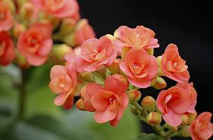 ai generato kalanchoe blossfeldiana. ai generato foto