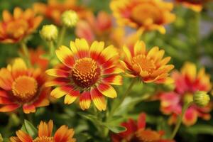 ai generato gaillardia o coperta fiore. luminosa e colorato occhiali da sole di caldo toni. ai generato foto