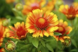 ai generato gaillardia o coperta fiore. luminosa e colorato occhiali da sole di caldo toni. ai generato foto