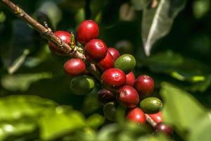 chicchi di caffè sulla pianta del caffè, in brasile