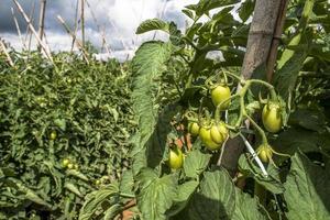 pomodori verdi in campo foto