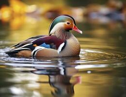 ai generato avvicinamento di mandarino anatra nuoto nel lago. generativo ai. foto