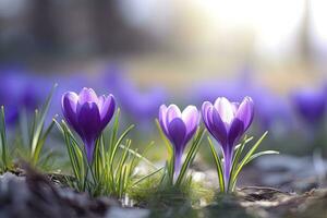 ai generato primavera viola croco fiore. ai generato foto