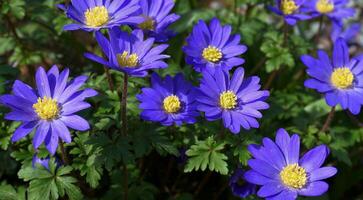 bellissimo blu anemone appennino fiori su verde erba sfondo vicino su. foto