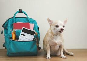 Marrone corto capelli chihuahua cane seduta su di legno tavolo e bianca sfondo con verde scuola zaino con scuola forniture. mettendo il suo lingua fuori. foto