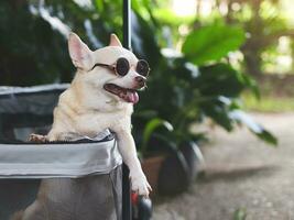 Marrone corto capelli chihuahua cane indossare occhiali da sole, seduta nel animale domestico passeggino nel il giardino con verde pianta sfondo. sorridente felicemente. foto