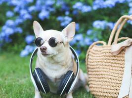 Marrone chihuahua cane indossare occhiali da sole e cuffie in giro collo seduta con cannuccia Borsa su verde erba nel il giardino con viola fiori, pronto per viaggio. sicuro viaggio con animali. foto