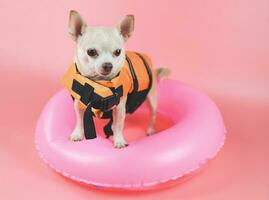 simpatico cane chihuahua a pelo corto marrone che indossa un giubbotto di salvataggio arancione o un giubbotto di salvataggio in piedi in un anello di nuoto rosa, isolato su sfondo rosa. foto