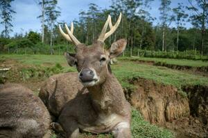 cervo nel ranca upas parco, ciwidey, bandung foto