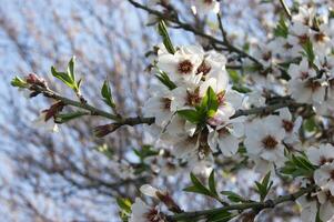 bianca fiori e mini cuffie di un ciliegia albero nel primavera fiore. foto