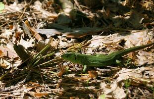 europeo verde lucertola nel il selvaggio. Lacerta viridis. foto