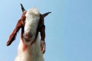 viso di capra animale primo piano con cielo blu foto