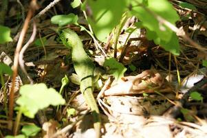 europeo verde lucertola nel il selvaggio. Lacerta viridis. foto