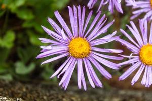 primo piano naturale bellissimo fiore foto